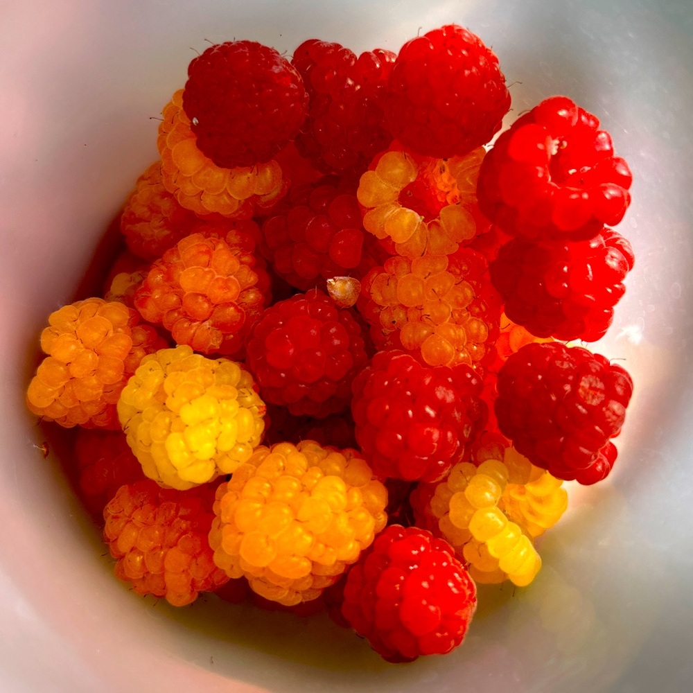 Meet your Posher, Nic